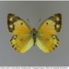colias erate parentchr volg3 